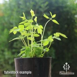 Dicentra Alba - Bleeding Heart - 75mm BIGGER Size 9 Dicentra Alba - Bleeding Heart - 75mm BIGGER Size -Plant Seed Store apo dicentra alba tubestock