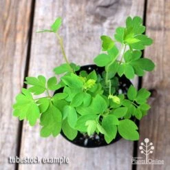 Dicentra Alba - Bleeding Heart - 75mm BIGGER Size 7 Dicentra Alba - Bleeding Heart - 75mm BIGGER Size -Plant Seed Store apo dicentra alba tubestock top