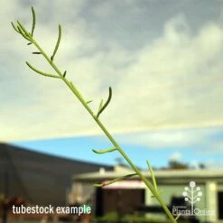 Peperomia Dolabriformis - Prayer Pepper - Succulent 10 Peperomia Dolabriformis - Prayer Pepper - Succulent -Plant Seed Store apo dolabriformis flowerspike