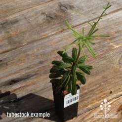 Peperomia Dolabriformis - Prayer Pepper - Succulent 11 Peperomia Dolabriformis - Prayer Pepper - Succulent -Plant Seed Store apo dolabriformis tubestock flower