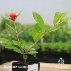 Pomegranate Double Orange 19 Pomegranate Double Orange -Plant Seed Store apo double pomegranate tubestock