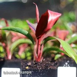 Cordyline Fruticosa Dr Brown 9 Cordyline Fruticosa Dr Brown -Plant Seed Store apo dr brown tubestock