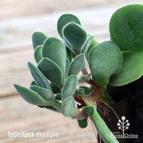 Crassula Dubia - Succulent 7 Crassula Dubia - Succulent - Image 7