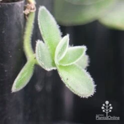 Crassula Dubia - Succulent 12 Crassula Dubia - Succulent -Plant Seed Store apo dubia fuzzy leaf