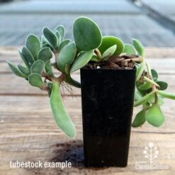 Crassula Dubia - Succulent 9 Crassula Dubia - Succulent -Plant Seed Store apo dubia tubestock reverse