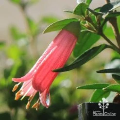 Correa Dusky Bells 11 Correa Dusky Bells -Plant Seed Store apo dusky bells correa flower raindrop