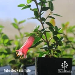 Correa Dusky Bells 14 Correa Dusky Bells -Plant Seed Store apo dusky bells correa flower tubestock