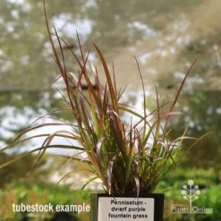 Pennisetum - Dwarf Purple Fountain Grass 9 Pennisetum - Dwarf Purple Fountain Grass -Plant Seed Store apo dwarf pfg tubestock