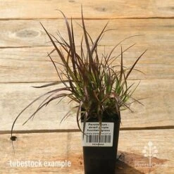 Pennisetum - Dwarf Purple Fountain Grass 12 Pennisetum - Dwarf Purple Fountain Grass -Plant Seed Store apo dwarf pfg tubestock top