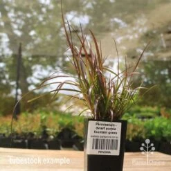 Pennisetum - Dwarf Purple Fountain Grass 11 Pennisetum - Dwarf Purple Fountain Grass -Plant Seed Store apo dwarf pfg tubestock2