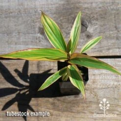 Cordyline Fruticosa Early Morning Diamond 12 Cordyline Fruticosa Early Morning Diamond -Plant Seed Store apo early morning diamond tubestock top