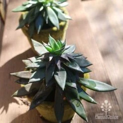 Echeveria Black Knight - Succulent -Plant Seed Store apo echeveria black knight pair