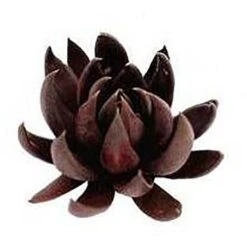 Echeveria Black Knight - Succulent -Plant Seed Store apo echeveria black knight promo