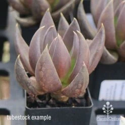 Echeveria Black Knight - Succulent -Plant Seed Store apo echeveria black knight tubestock