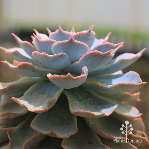 Echeveria Morning Beauty - Succulent 2 Echeveria Morning Beauty - Succulent - Image 2