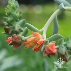 Echeveria Topsy Turvy - Succulent 16 Echeveria Topsy Turvy - Succulent -Plant Seed Store apo echeveria topsy turvy flowers