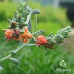 Echeveria Topsy Turvy - Succulent 19 Echeveria Topsy Turvy - Succulent -Plant Seed Store apo echeveria topsy turvy flowerstem