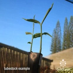 Zingiber - Edible Ginger 10 Zingiber - Edible Ginger -Plant Seed Store apo edible ginger tubestock