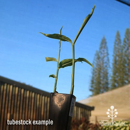 Zingiber - Edible Ginger 3 Zingiber - Edible Ginger - Image 3