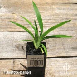 Dianella Emerald Fountain 11 Dianella Emerald Fountain -Plant Seed Store apo emerald fountain dianella tubestock top