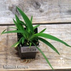 Dianella Emerald Fountain 10 Dianella Emerald Fountain -Plant Seed Store apo emerald fountain tubestock top