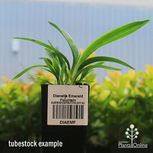 Dianella Emerald Fountain 2 Dianella Emerald Fountain - Image 2