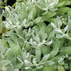 Eremophila Blue Horizon - Emu Bush -Plant Seed Store apo eremophila blue horizon foliage