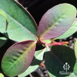 Eucalyptus Olida - Strawberry Gum 11 Eucalyptus Olida - Strawberry Gum -Plant Seed Store apo eucalyptus olida purple