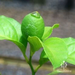 Citrus - Lemon Eureka 11 Citrus - Lemon Eureka -Plant Seed Store apo eureka lemon tubestock fruiting