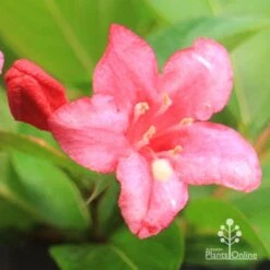 Weigela Eva Rathke 22 Weigela Eva Rathke -Plant Seed Store apo eva rathke weigela flower close