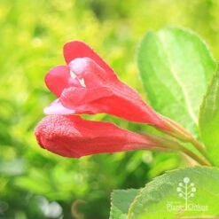 Weigela Eva Rathke 21 Weigela Eva Rathke -Plant Seed Store apo eva rathke weigela flowerbuds
