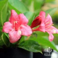 Weigela Eva Rathke 23 Weigela Eva Rathke -Plant Seed Store apo eva rathke weigela flowers 1