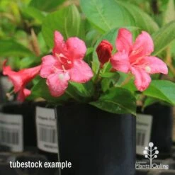 Weigela Eva Rathke 17 Weigela Eva Rathke -Plant Seed Store apo eva rathke weigela tubestock flowering