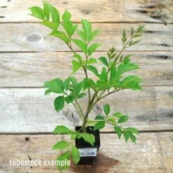 Radermachera Everlasting Beauty 13 Radermachera Everlasting Beauty -Plant Seed Store apo everlasting beauty radermachera tubestock top