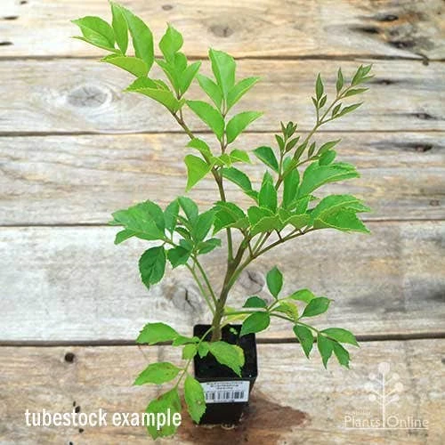 Radermachera Everlasting Beauty 6 Radermachera Everlasting Beauty - Image 6