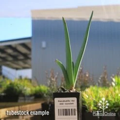 Aloe Plicatilis - Fan Aloe - Succulent 12 Aloe Plicatilis - Fan Aloe - Succulent -Plant Seed Store apo fan aloe tubestock