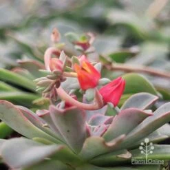 Echeveria Fantastic Fountain - Succulent 15 Echeveria Fantastic Fountain - Succulent -Plant Seed Store apo fantastic fountain flower
