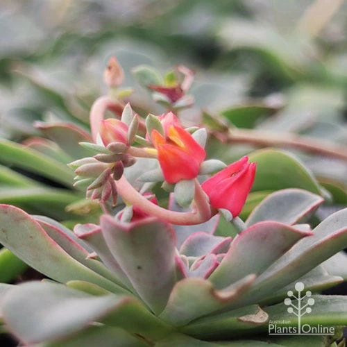 Echeveria Fantastic Fountain - Succulent 7 Echeveria Fantastic Fountain - Succulent - Image 7