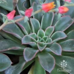 Echeveria Fantastic Fountain - Succulent 17 Echeveria Fantastic Fountain - Succulent -Plant Seed Store apo fantastic fountain fountaining