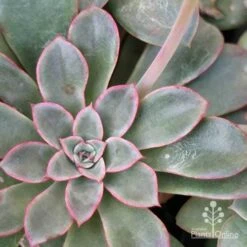 Echeveria Fantastic Fountain - Succulent 13 Echeveria Fantastic Fountain - Succulent -Plant Seed Store apo fantastic fountain leaf colour
