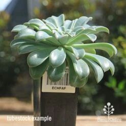 Echeveria Fantastic Fountain - Succulent 11 Echeveria Fantastic Fountain - Succulent -Plant Seed Store apo fantastic fountain tubestock