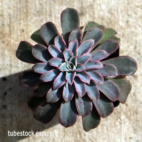 Echeveria Fantastic Fountain - Succulent 1 Echeveria Fantastic Fountain - Succulent