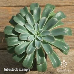 Echeveria Fantastic Fountain - Succulent 14 Echeveria Fantastic Fountain - Succulent -Plant Seed Store apo fantastic fountain tubestock top perfect