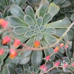 Echeveria Fantastic Fountain - Succulent 16 Echeveria Fantastic Fountain - Succulent -Plant Seed Store apo fantastic fountain 1