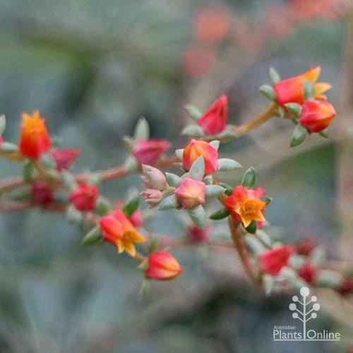 Echeveria Fantastic Fountain - Succulent 4 Echeveria Fantastic Fountain - Succulent - Image 4