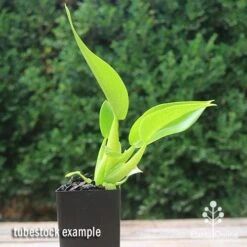 New Products -Plant Seed Store apo fat boy tubestock