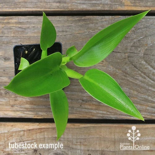 Philodendron Fat Boy 5 Philodendron Fat Boy - Image 5