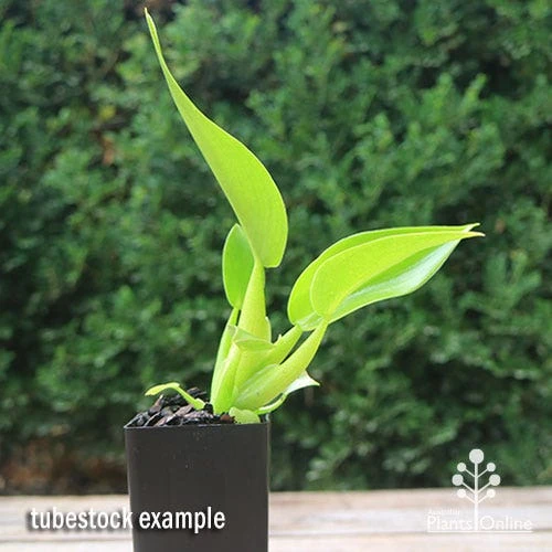 Philodendron Fat Boy 2 Philodendron Fat Boy - Image 2