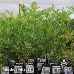 Grevillea Ned Kelly -Plant Seed Store apo feb ned kelly