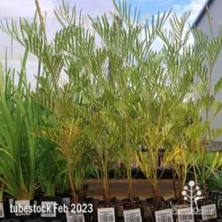 Grevillea Sandra Gordon 11 Grevillea Sandra Gordon -Plant Seed Store apo feb sandra gordon